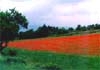 travel image of field of poppies Provence, France, Europe by Diane Rose Photographs