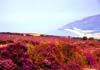 photo heather porlock bay in England by Diane Rose photographs