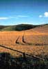 photo of wiltshire england wheat field by Diane Rose photographs