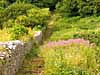 stone wall wallflowers St Davids Wales landscape travel photo by Diane Rose Photographs