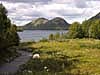 travel photo cows in Dingle Ireland by Diane Rose Landscape Travel Photographs