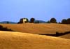 travel picture of sunflower field, Tuscany Italy by Diane Rose Photographs