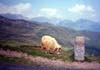 landscape travel photo of mountain goat picture in French Pyr�n�es France, Europe by Diane Rose Photographs