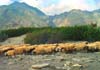 landscape travel picture of sheep on beach, Frangokastello, Crete, Greece, Europe by Diane Rose Photographs