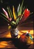abstract still life image tropical floral arrangement beanie picture taken in England and United States by Diane Rose Photographs
