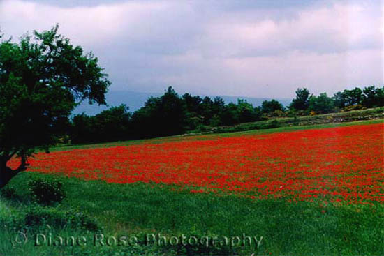 landscape travel picture of USA, Massachusetts, Cape Cod, Maine, Rhode Island, and Italy by Diane Rose Photographs